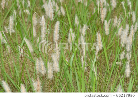 一側，千谷之耳 66217980