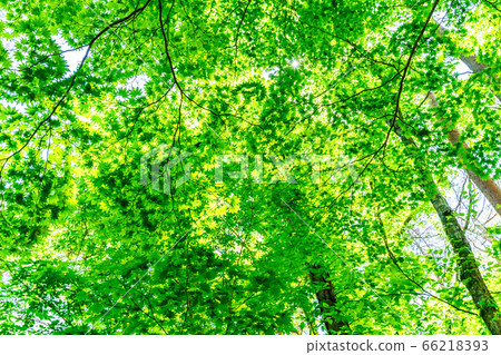 Fresh green scenery of Goshikinuma Nature Exploration Road, Kitashiobara Village, Fukushima Prefecture Fresh green scenery of Goshikinuma Nature Exploration Road, Kitashiobara Village, Fukushima Prefecture 66218393