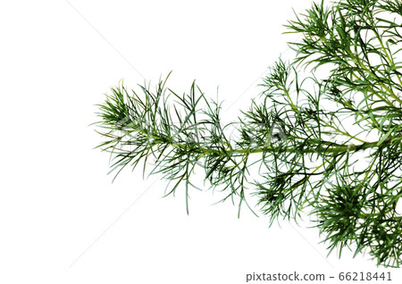 Hama March（琉球Mugwort） 66218441