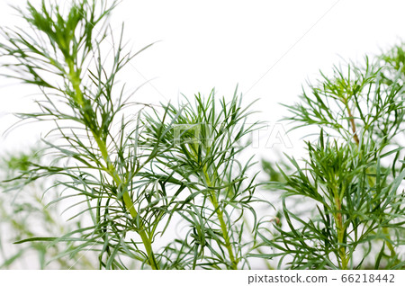 Hama March (Ryukyu Mugwort) 66218442