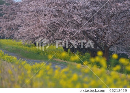 Watarase水庫岸邊的一排櫻桃樹和油菜花 66218459