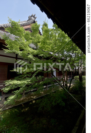 鮮綠色神社 鮮綠色神社 66219067