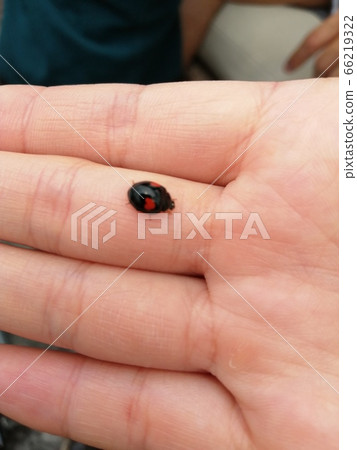 心形瓢蟲 心形瓢蟲 66219322
