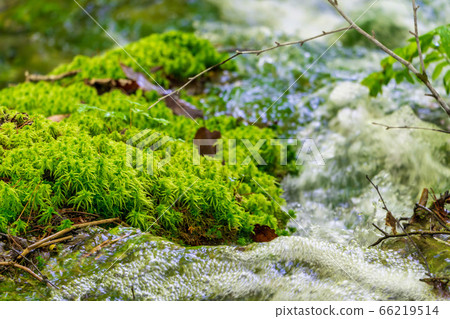 Fresh green scenery of Gokinuma Numa Nature Exploration Road, a stream flowing through Aonuma, Kitashiobara Village, Fukushima Prefecture 66219514