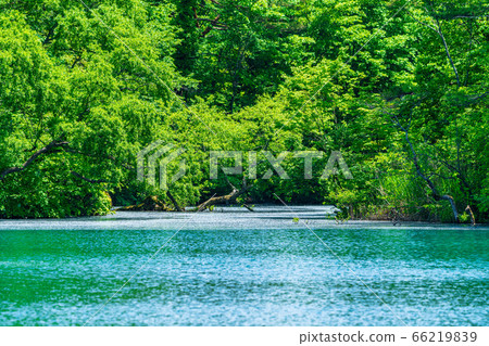 Scenery of Bishamonnuma (Goshikinuma) in early summer Fresh green and lake surface Kitashiobara Village, Fukushima Prefecture 66219839