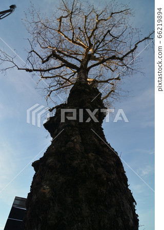 Italy Venice 66219894