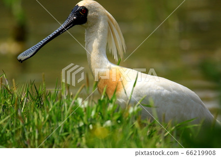 Spoonbill, Yellowbilled Spoonbill, Natural Monument, Spoonbill, Yellowbilled Spoonbill, Natural Monument, 66219908