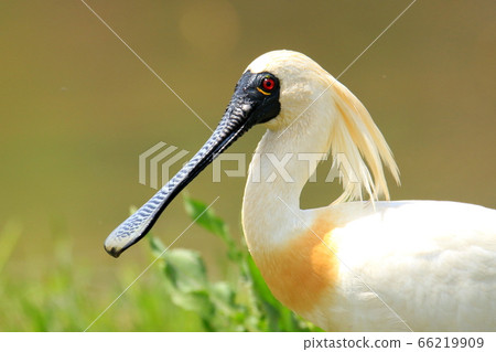 Spoonbill, Yellowbilled Spoonbill, Natural Monument, Spoonbill, Yellowbilled Spoonbill, Natural Monument, 66219909