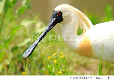 Spoonbill, Yellowbilled Spoonbill, Natural Monument, Spoonbill, Yellowbilled Spoonbill, Natural Monument, 66219910