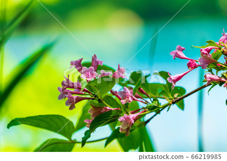 Scenery of Goshikinuma Nature Exploration Road in early summer: Welshwood that blooms along the lake Kita-Shiobara Village, Fukushima Prefecture 66219985