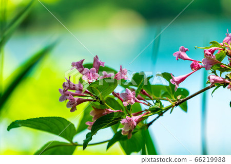 Scenery of Goshikinuma Nature Exploration Road in early summer: Welshwood that blooms along the lake Kita-Shiobara Village, Fukushima Prefecture 66219988