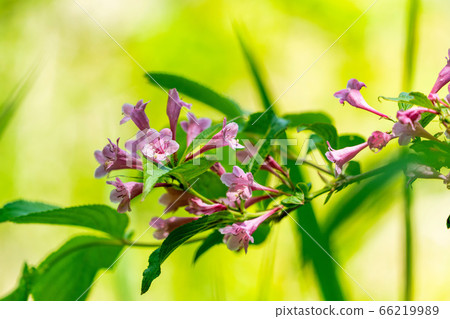 Scenery of Goshikinuma Nature Exploration Road in early summer: Welshwood that blooms along the lake Kita-Shiobara Village, Fukushima Prefecture 66219989