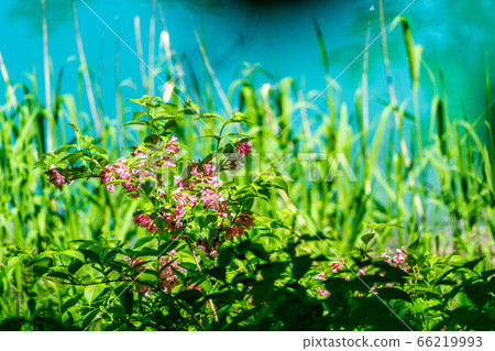Scenery of Goshikinuma Nature Exploration Road in early summer: Welshwood that blooms along the lake Kita-Shiobara Village, Fukushima Prefecture 66219993