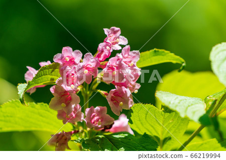 Scenery of Goshikinuma Nature Exploration Road in early summer: Welshwood that blooms along the lake Kita-Shiobara Village, Fukushima Prefecture Scenery of Goshikinuma Nature Exploration Road in early summer: Welshwood that blooms along the lake Kita-Shiobara Village, Fukushima Prefecture 66219994