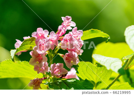 Scenery of Goshikinuma Nature Exploration Road in early summer: Welshwood that blooms along the lake Kita-Shiobara Village, Fukushima Prefecture 66219995
