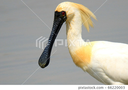 Spoonbill, Yellowbilled Spoonbill, Natural Monument, Spoonbill, Yellowbilled Spoonbill, Natural Monument, 66220003