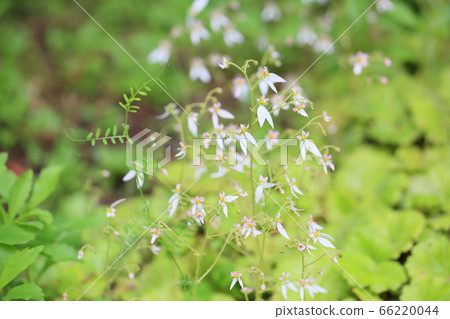 Yukinoshita flower 66220044