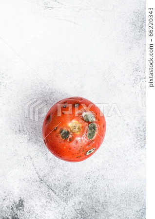 decayed rotten tomato. Gray background. Top view. Space for text decayed rotten tomato. Gray background. Top view. Space for text 66220343