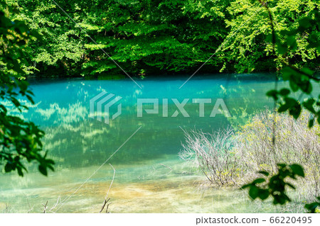 福島縣北鹽原原湖畔初夏的青沼沼沼自然探險路和樹木風景 66220495