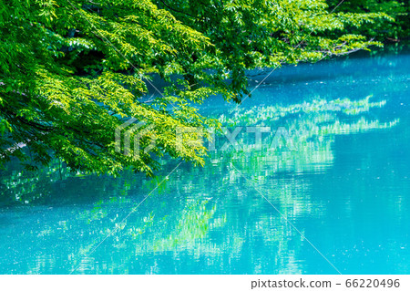 福島縣北鹽原原湖畔初夏的青沼沼沼自然探險路和樹木風景 66220496