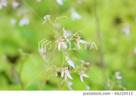 Yukinoshita flower Yukinoshita flower 66220513