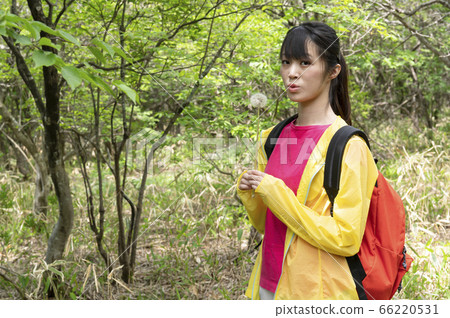 To木縣那須市一名婦女在木板道上吹蒲公英 To木縣那須市一名婦女在木板道上吹蒲公英 66220531