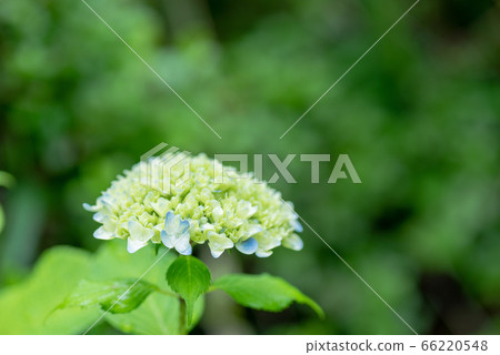 hydrangea hydrangea 66220548