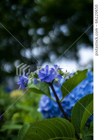 繡球花盛開 66220650