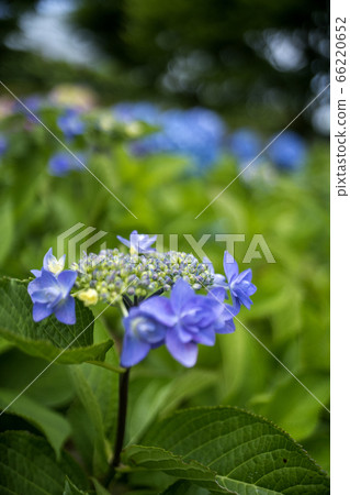 Hydrangea full bloom Hydrangea full bloom 66220652
