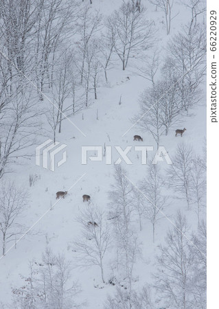 Snow meal Snow meal 66220929