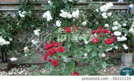 Red rose, Tsurumi green space surrounded by white roses Red rose, Tsurumi green space surrounded by white roses 66221139