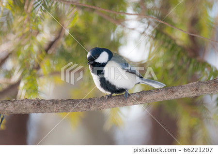 Great tit Great tit 66221207