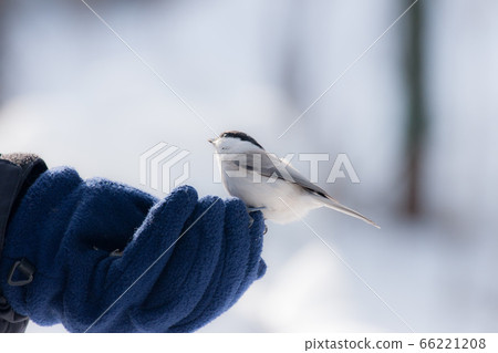 Hand ride Hand ride 66221208