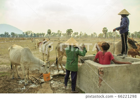 Artwork: Cowherd in dry fields 66221298