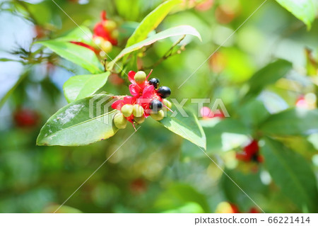 Mickey Mouse Tree Flower 66221414