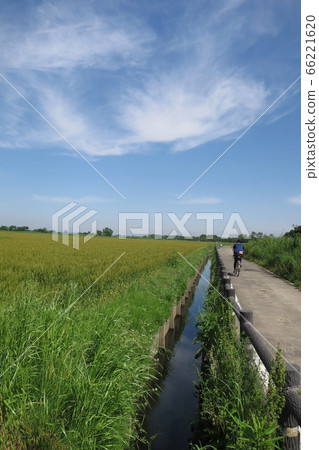 Arakawa cyclin road in early summer Arakawa cyclin road in early summer 66221620