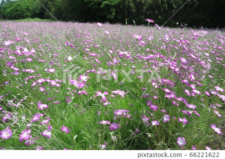 Arakawa cycling road flower garden Arakawa cycling road flower garden 66221622