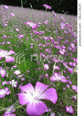 Arakawa cycling road flower garden Arakawa cycling road flower garden 66221624