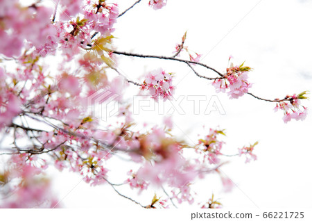 櫻桃樹 櫻桃樹 66221725