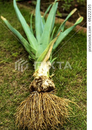 新鮮採摘的大蒜 66222105