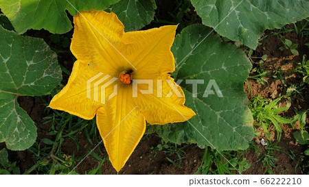 加密狗加密狗南瓜花 加密狗加密狗南瓜花 66222210