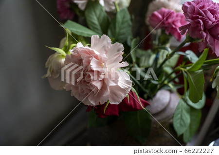 玫瑰和康乃馨 66222227