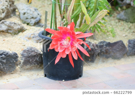 Peacock cactus flowers Peacock cactus flowers 66222799