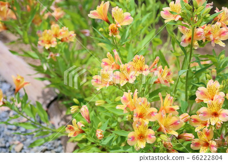 Alstroemeria flowers 66222804