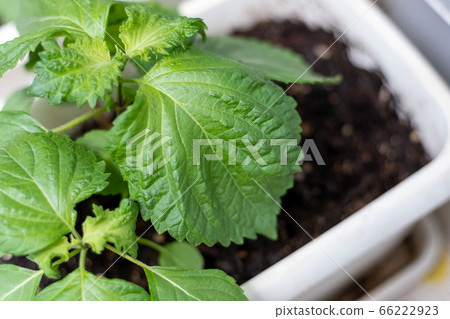 Planter shiso 66222923