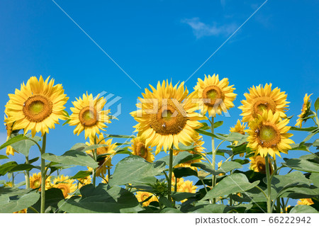 太陽花田 太陽花田 66222942