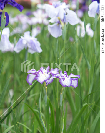 盛開的被隔絕的庭院 盛開的被隔絕的庭院 66223135