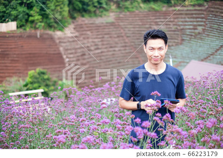 Young asian man working in verbena garden 66223179