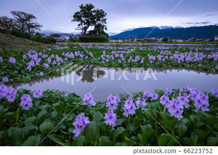 奈良本草寺寺水葫蘆 66223752
