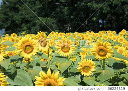 Sun flower field 66223819